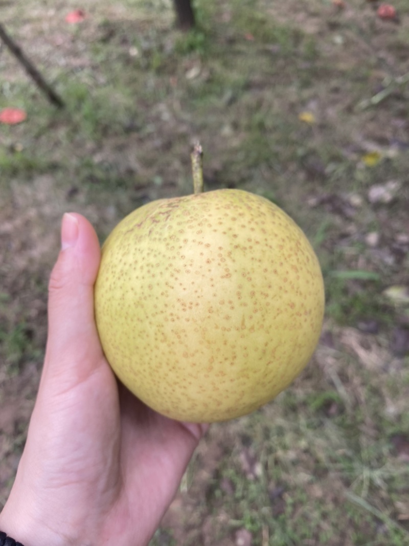自家头茬皇冠