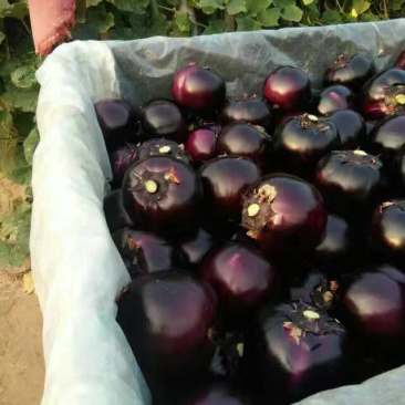 精品紫光圆茄大量供应🍆