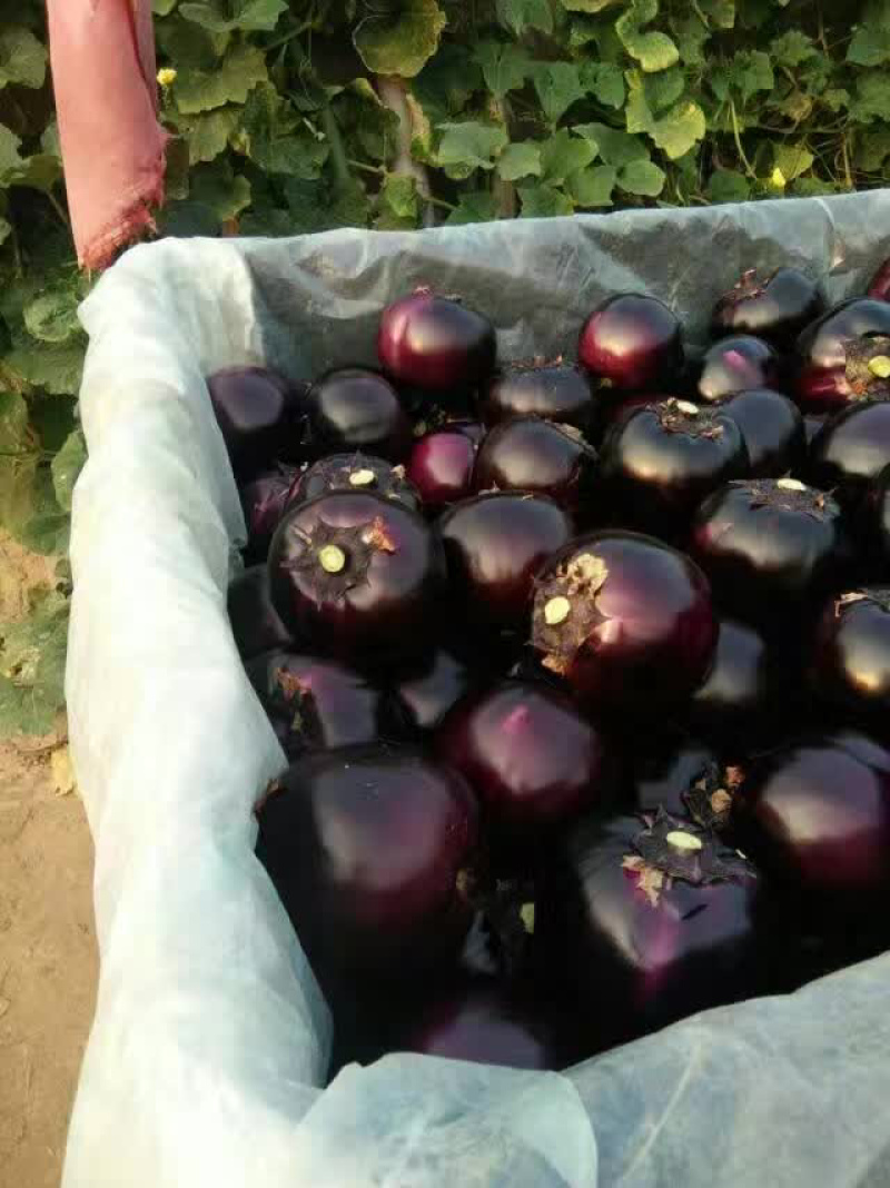精品紫光圆茄大量供应🍆