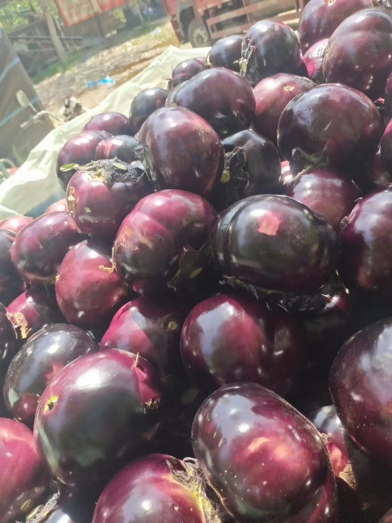 精品紫光圆茄大量供应🍆