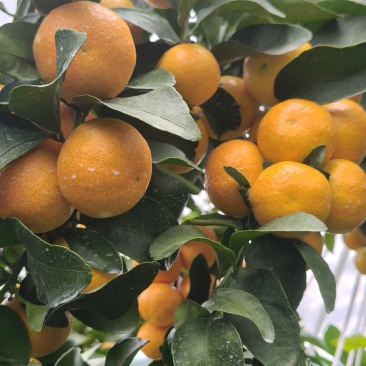 云南高山种植早熟金秋砂糖橘大型基地，承接各类商超一件代发