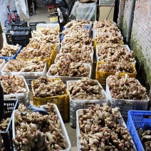 新鲜生姜批发，我村产地一手货源，本地生姜无渣姜味足