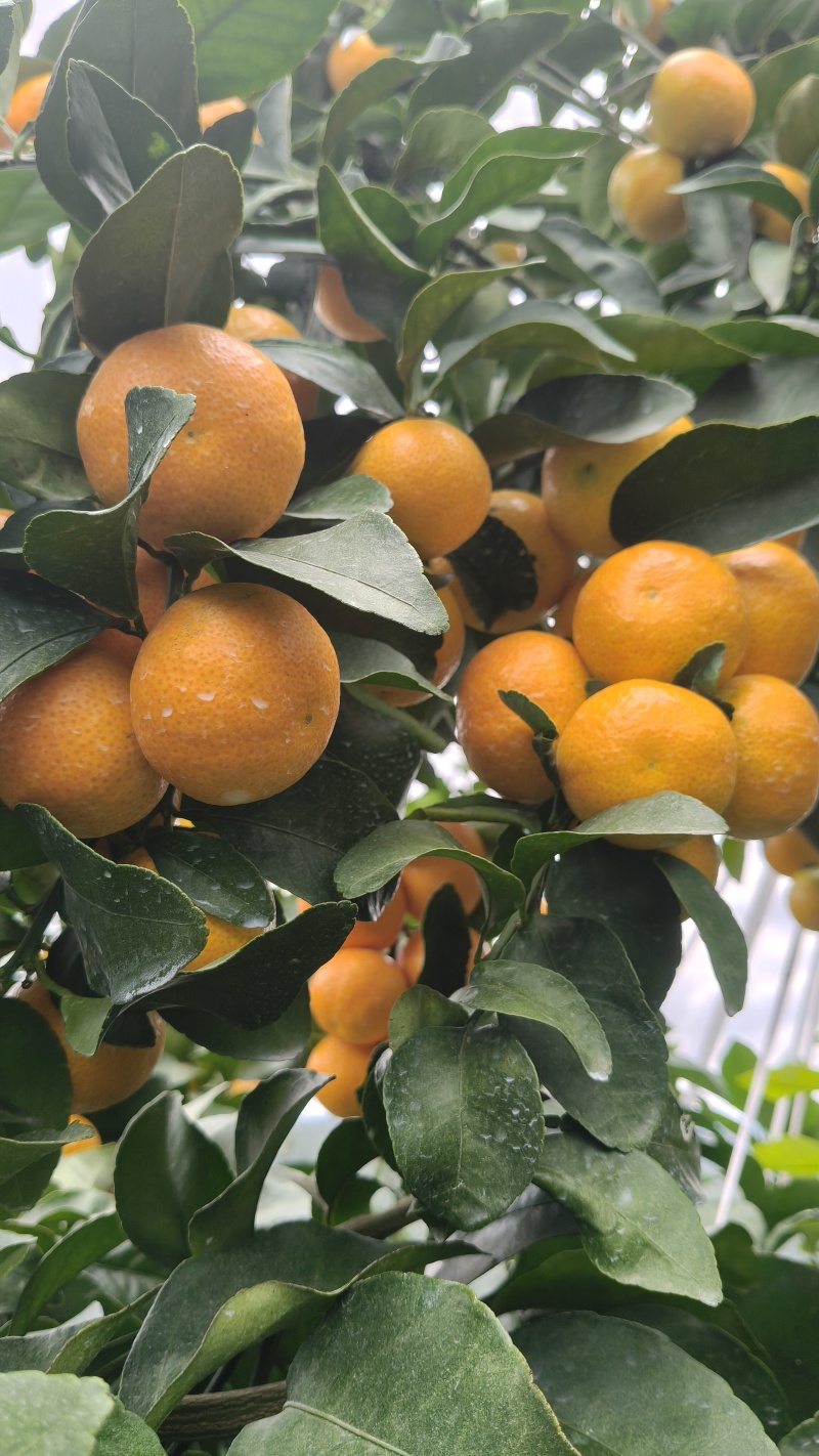 云南高山种植早熟金秋砂糖橘大型基地，承接各类商超一件代发