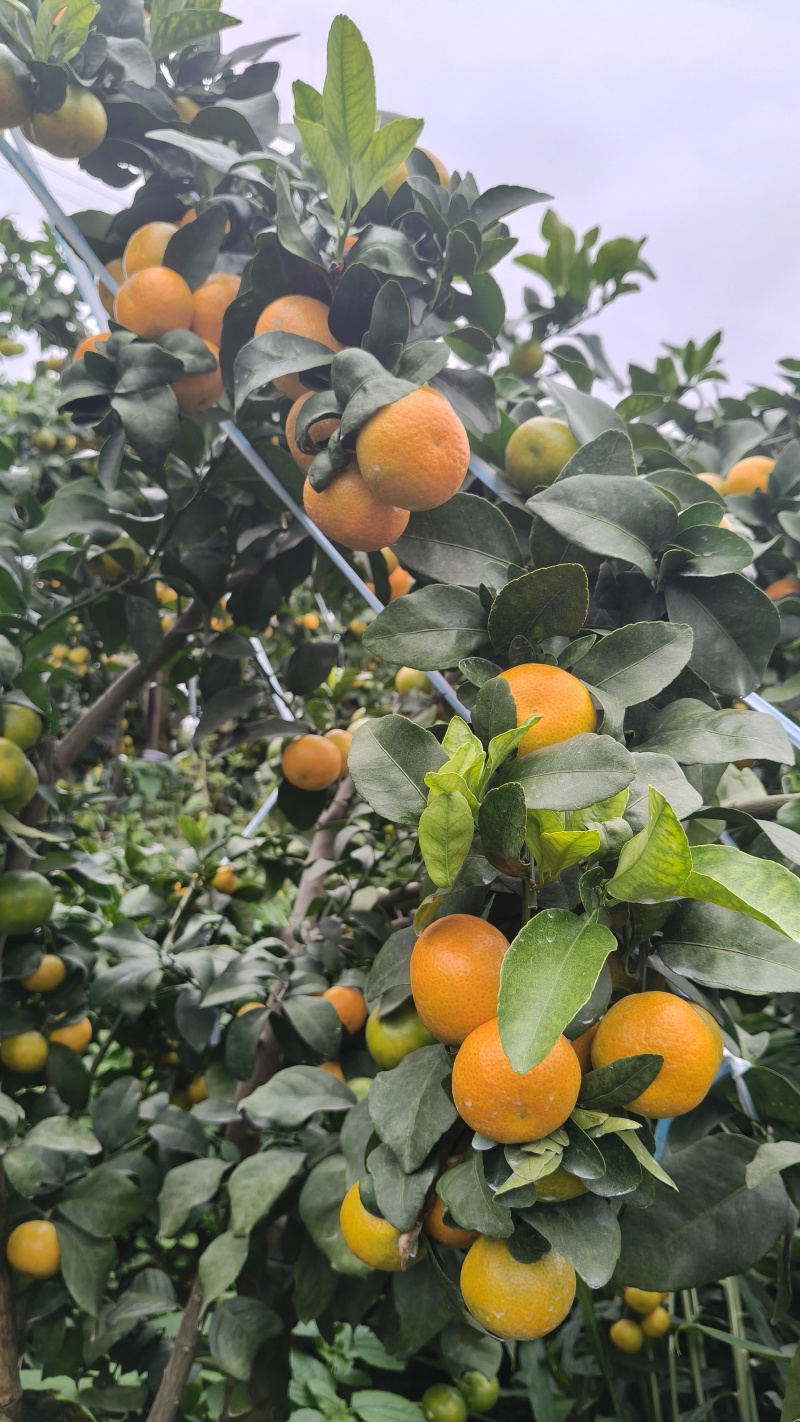 云南高山种植早熟金秋砂糖橘大型基地，承接各类商超一件代发