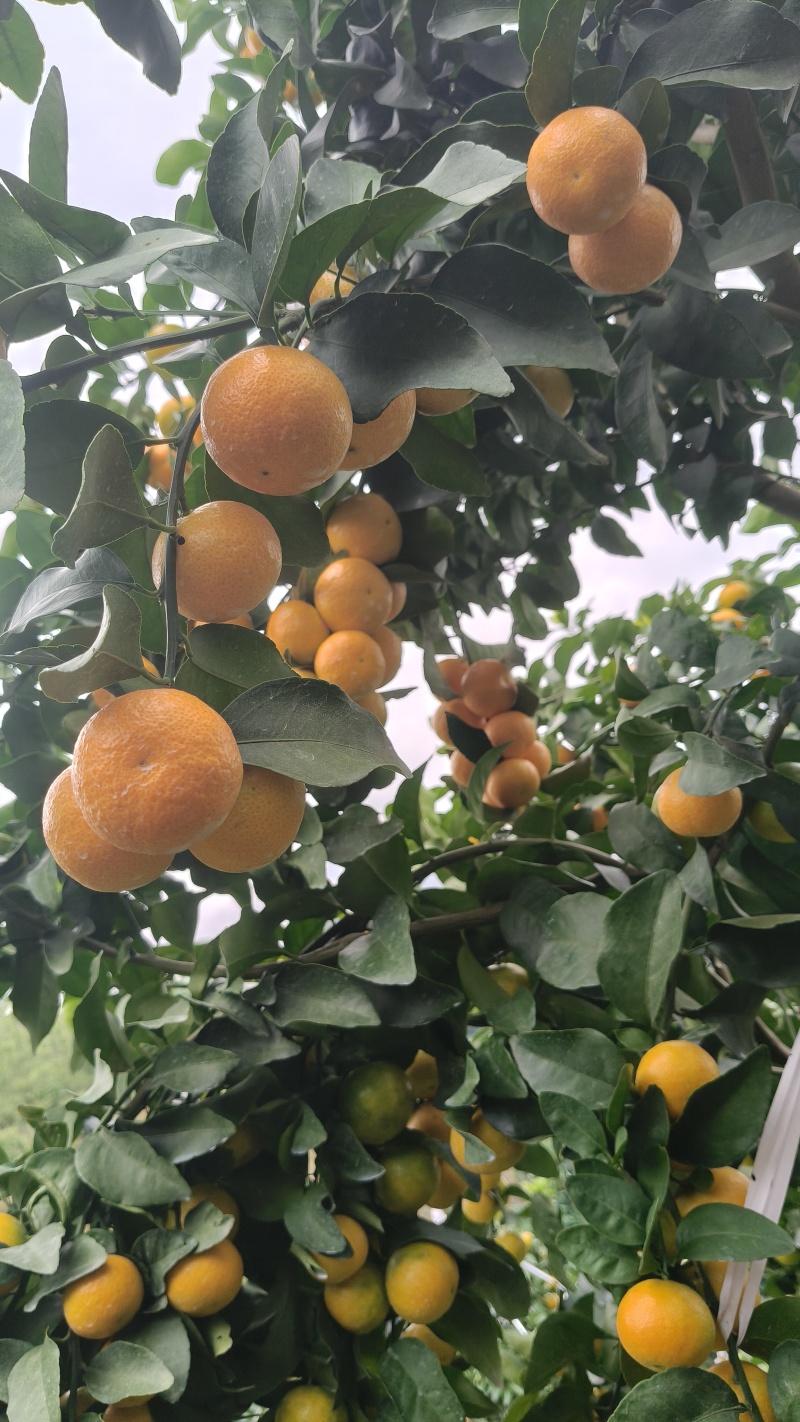 云南高山种植早熟金秋砂糖橘大型基地，承接各类商超一件代发