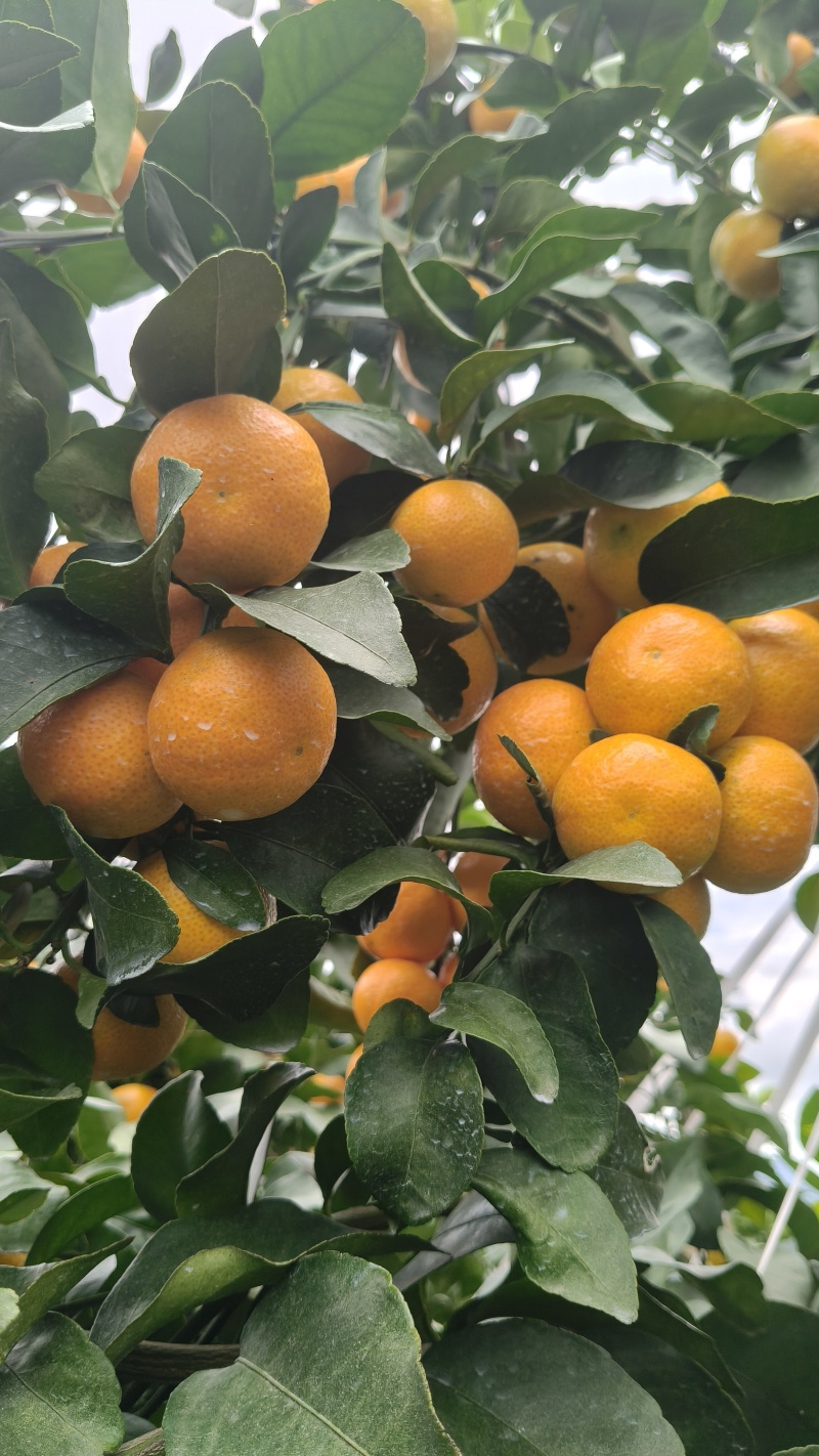 云南高山种植早熟金秋砂糖橘大型基地，承接各类商超一件代发