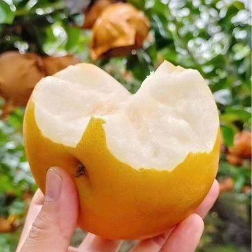 秋月梨