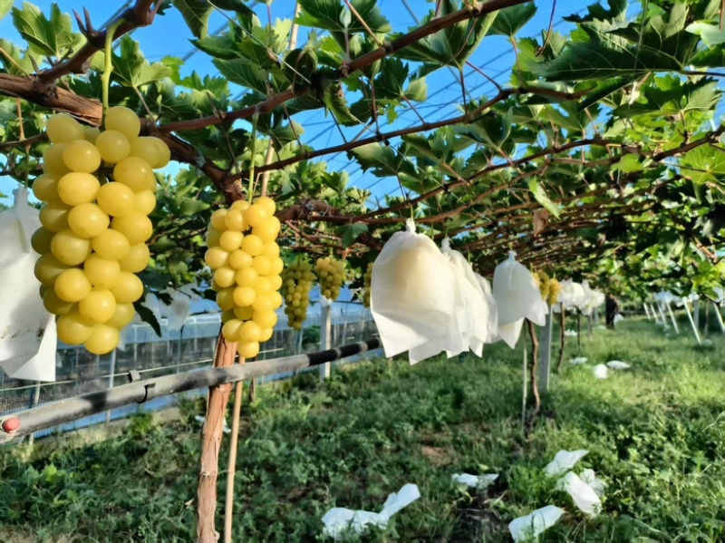 黄金玫瑰葡萄口感甘甜香味浓郁对接商超批发市场全国发货欢迎订购