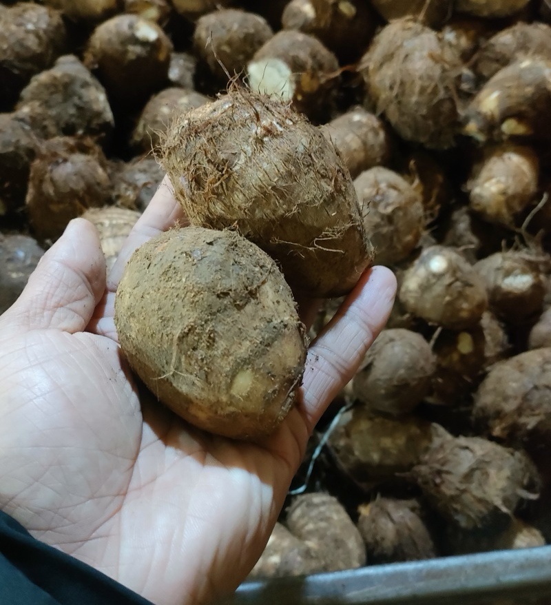 芋头8520毛芋头（常年供应/坏烂包赔）全国发货～江西