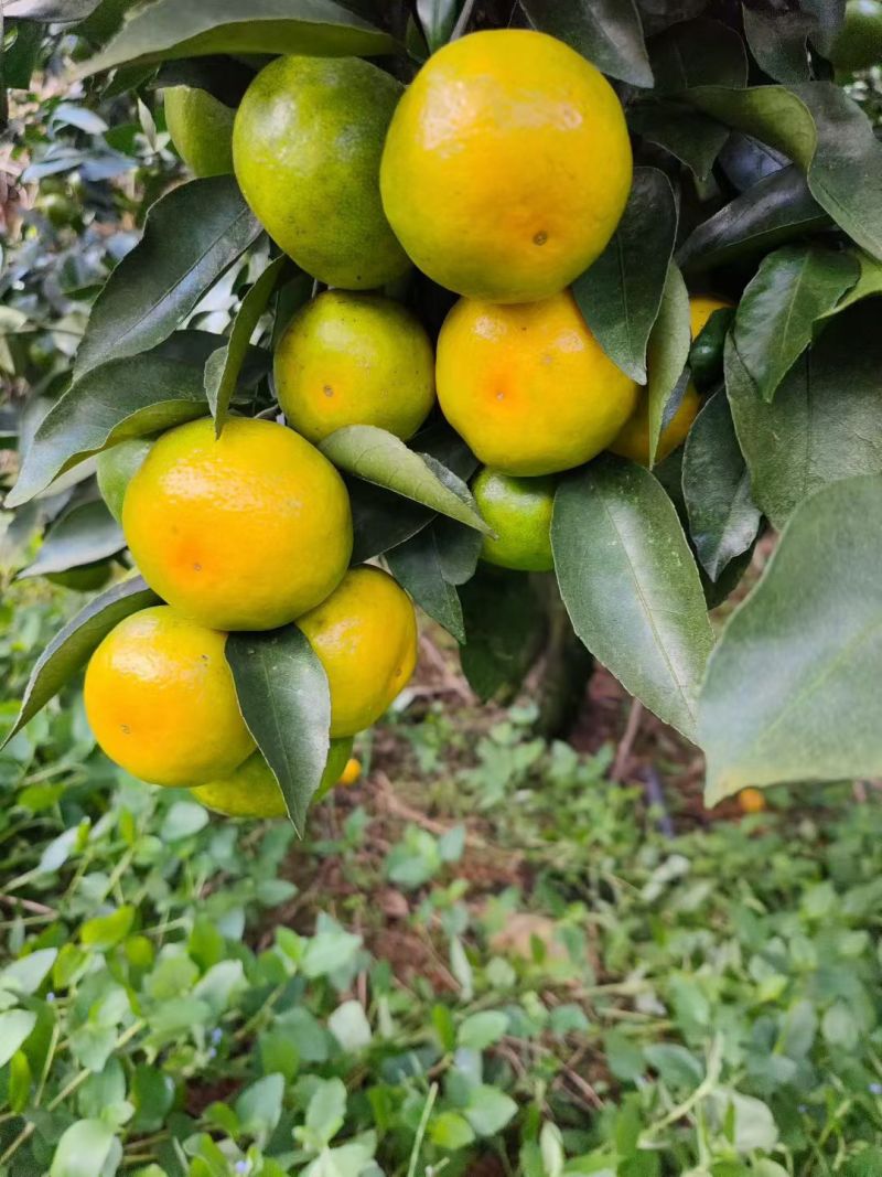 云南广南堂上农厂大量蜜橘上市