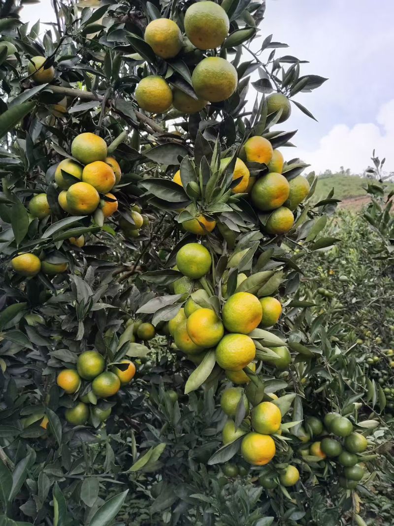云南广南堂上农厂大量蜜橘上市
