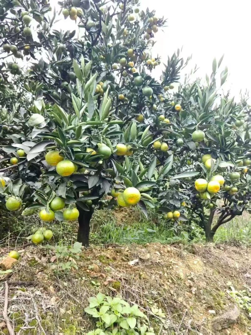 云南广南堂上农厂大量蜜橘上市