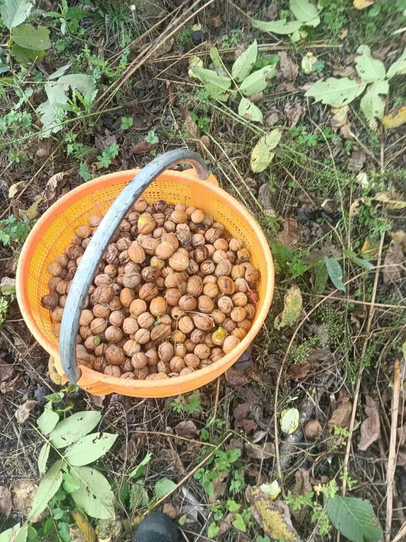 有机薄皮核桃