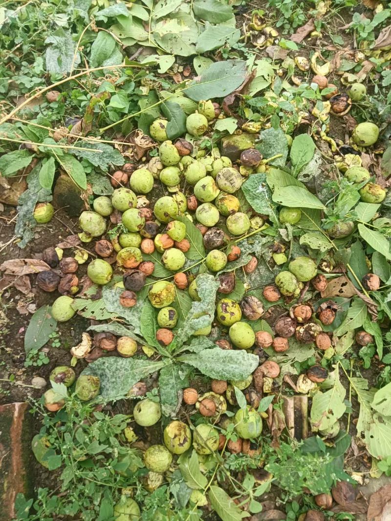 有机薄皮核桃