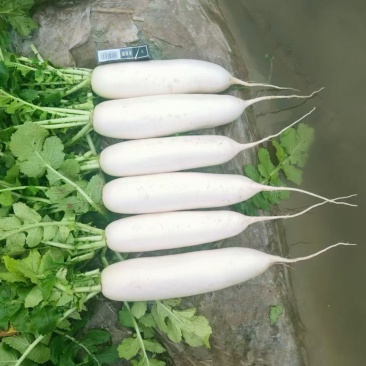 长阳高山反季节白萝卜量大优惠