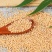 中药材白芥子芥菜子辣菜子大货批发另有炒白芥子