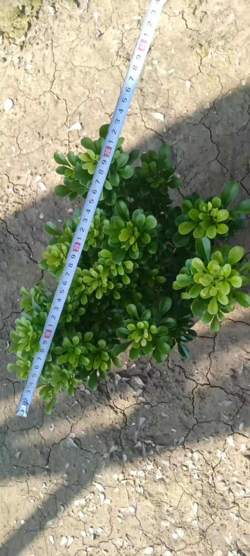 米兰盆苗，大量出售