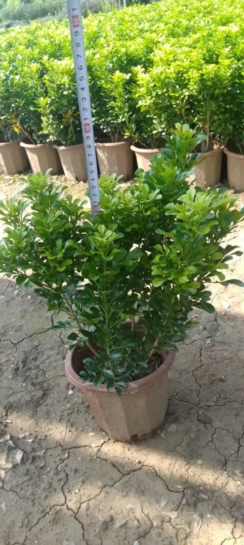 米兰盆苗，大量出售