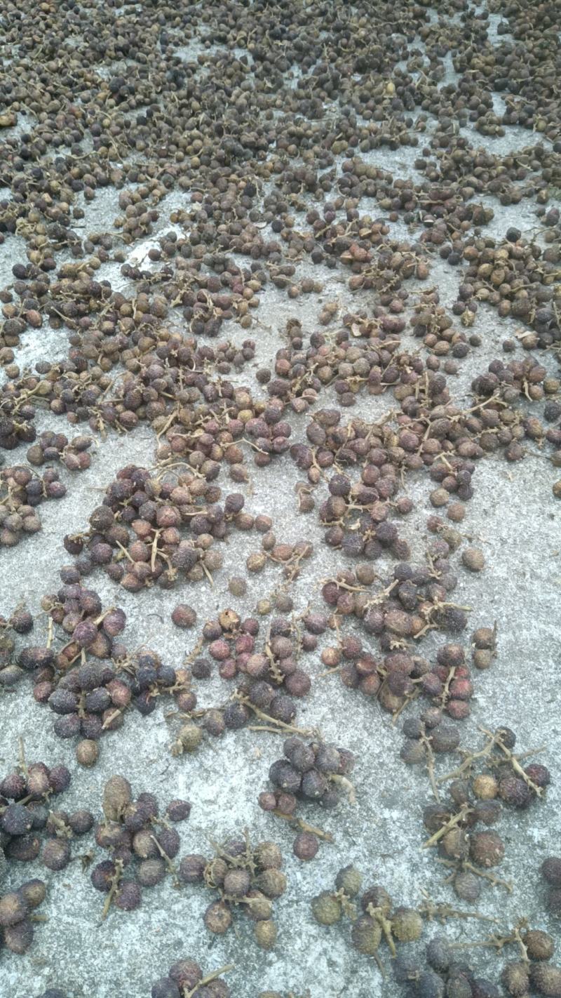 太阳晒春砂仁果形圆形果皮粉红色