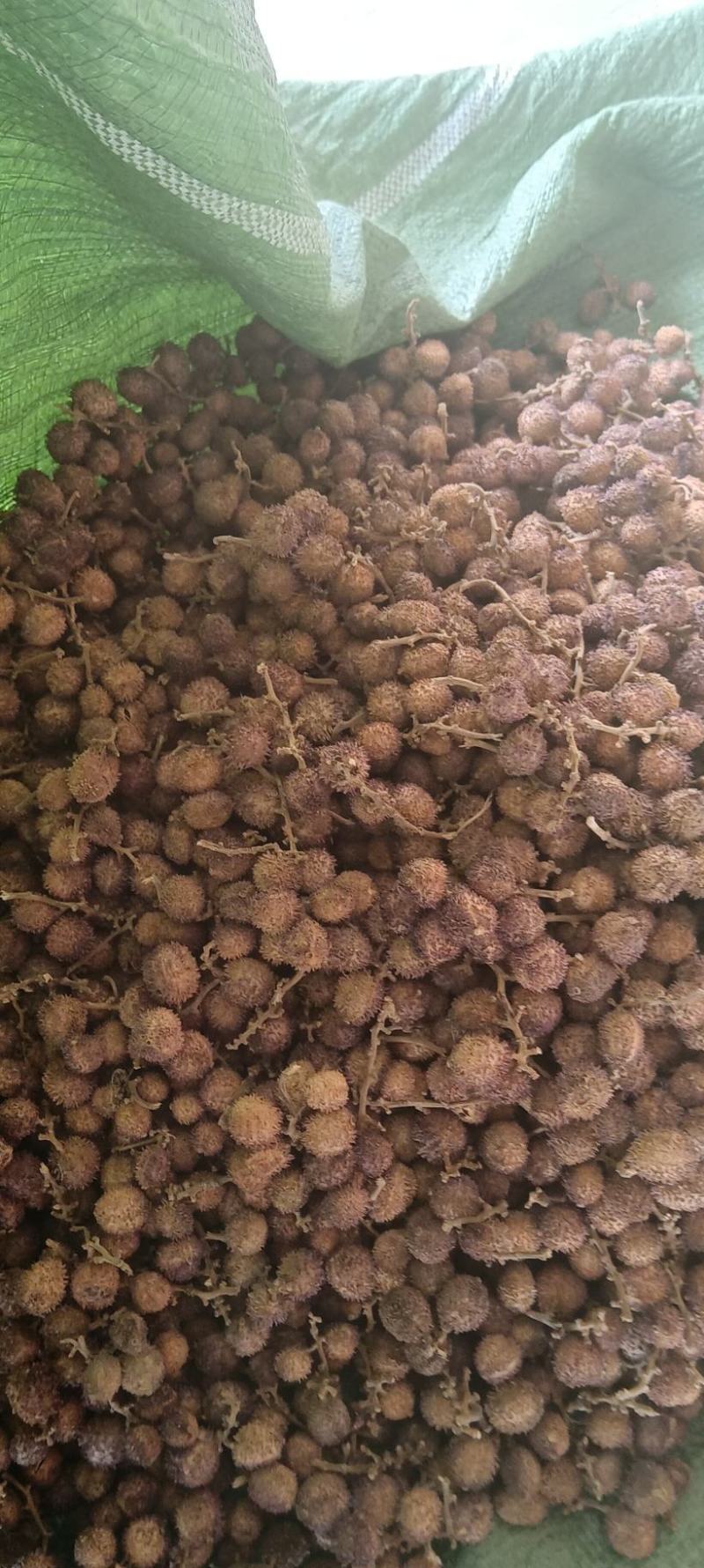 太阳晒春砂仁果形圆形果皮粉红色