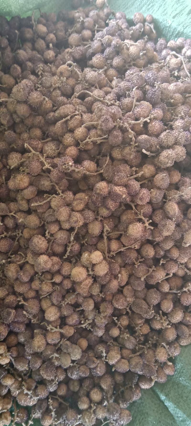 太阳晒春砂仁果形圆形果皮粉红色
