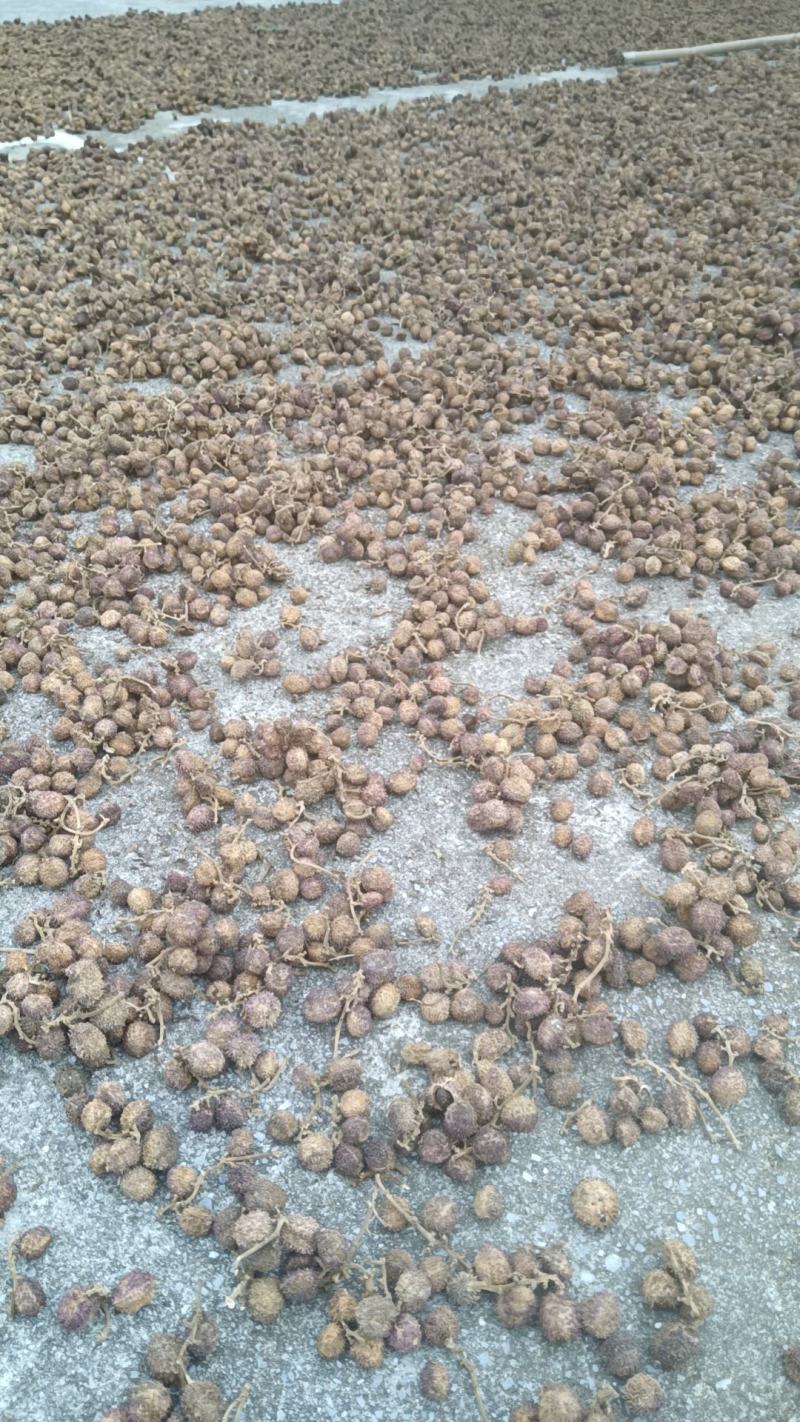 太阳晒春砂仁果形圆形果皮粉红色