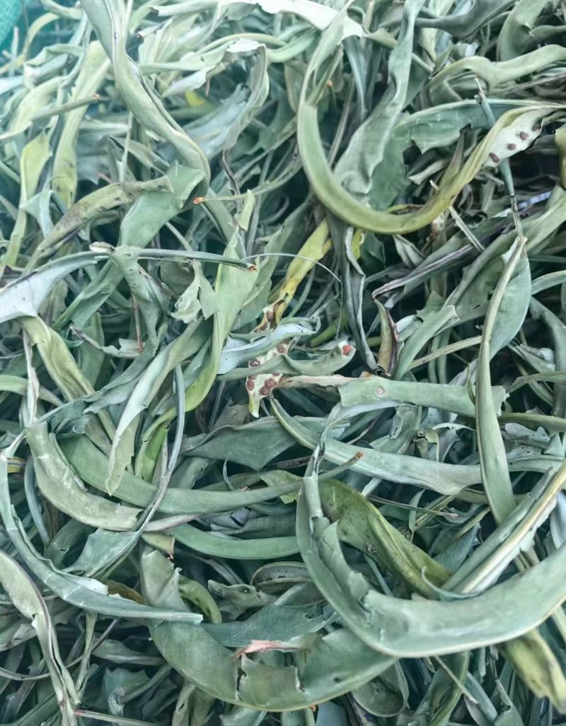 化石草正宗纯绿小叶化石草肾精草小叶肾猫须草结石草