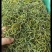 化石草正宗纯绿小叶化石草肾精草小叶肾猫须草结石草