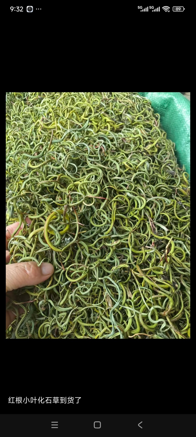 化石草正宗纯绿小叶化石草肾精草小叶肾猫须草结石草