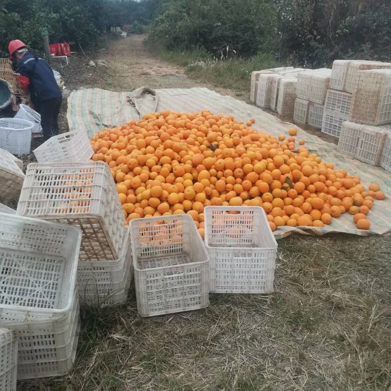 江西赣南脐橙果园直供