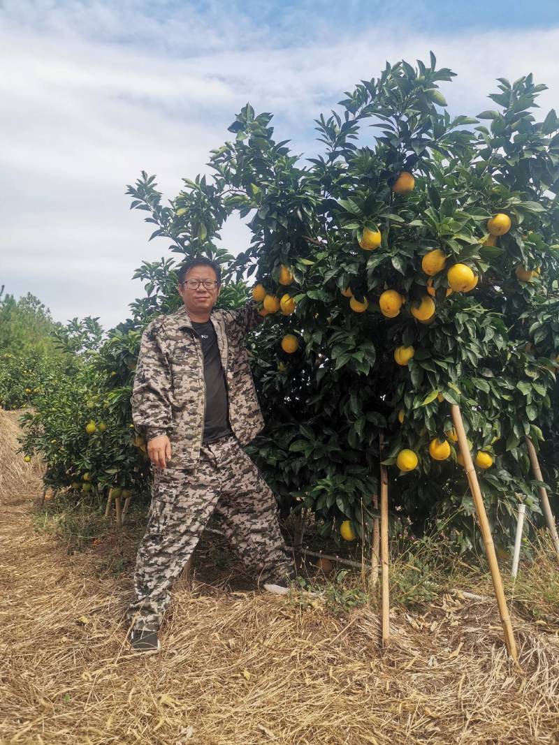 江西赣南脐橙果园直供