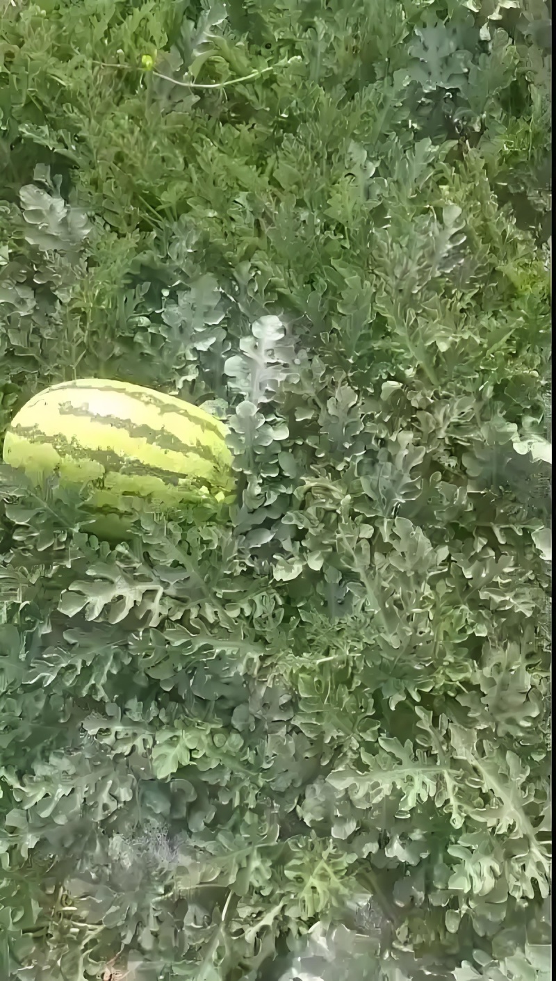 石头瓜，肉质粉质细腻，沙感明显，带有清香，糖度显著