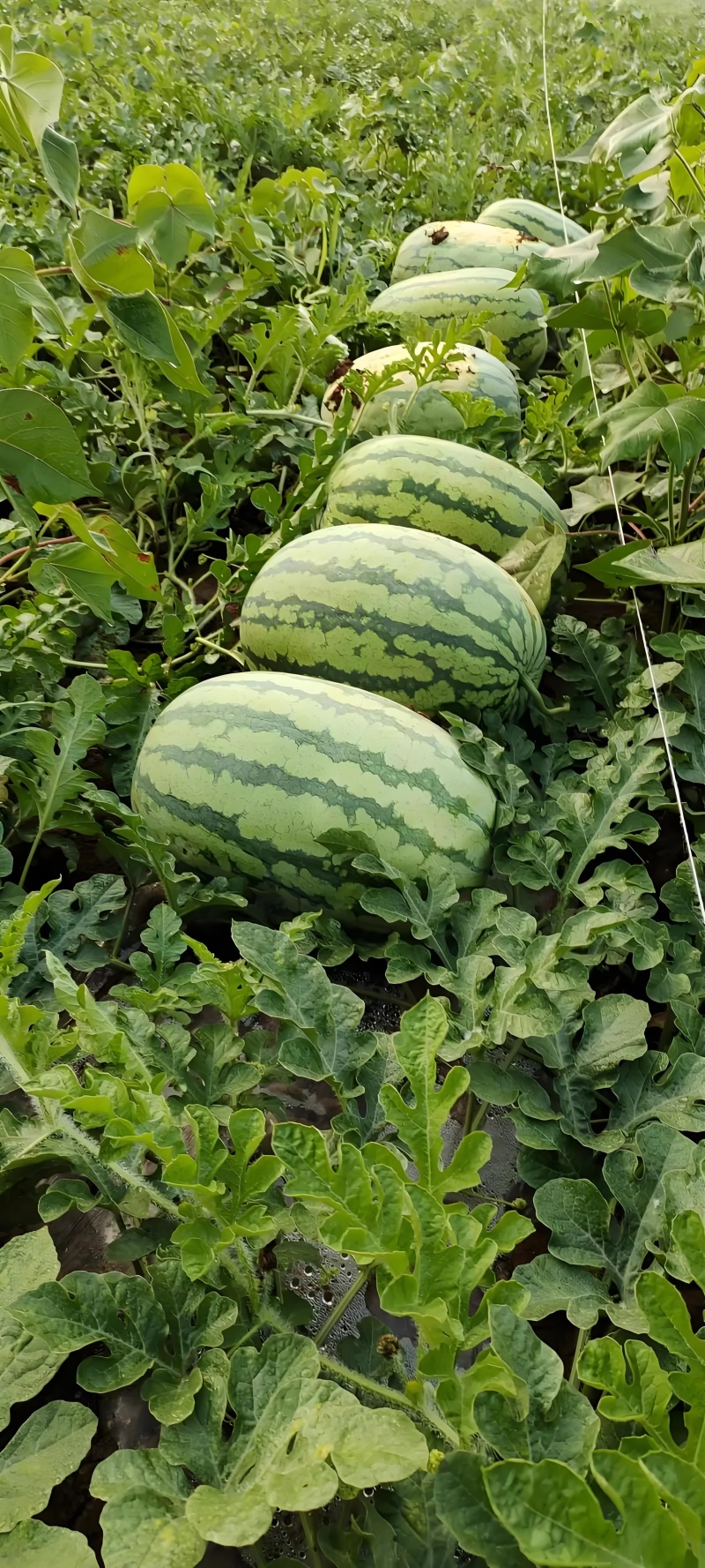 石头瓜，肉质粉质细腻，沙感明显，带有清香，糖度显著