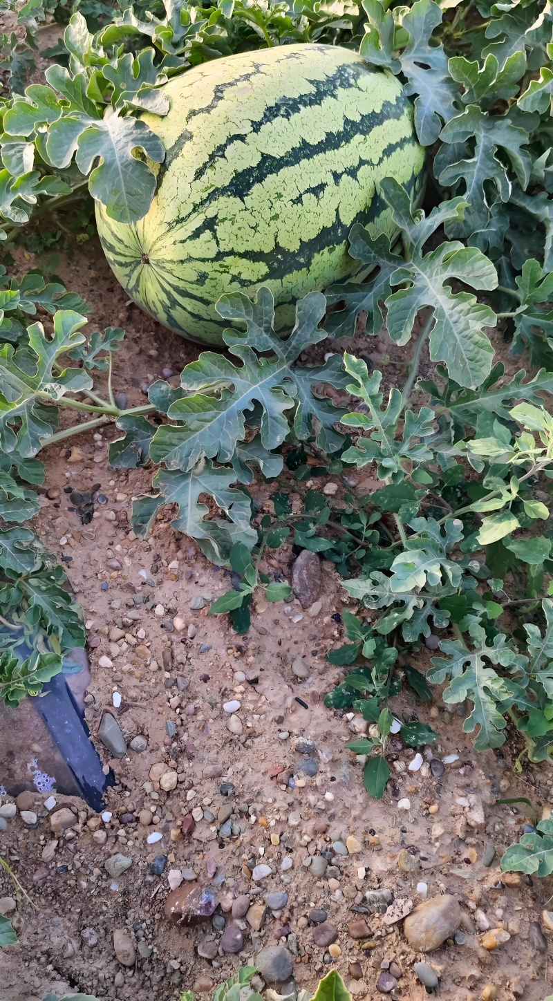 石头瓜，肉质粉质细腻，沙感明显，带有清香，糖度显著