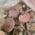 野生灵芝