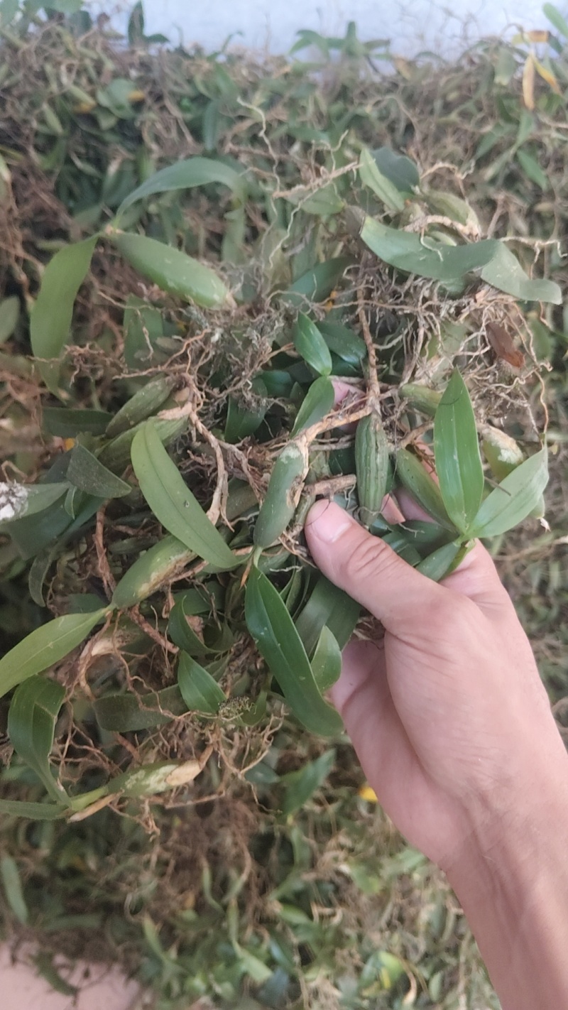 双叶石橄榄