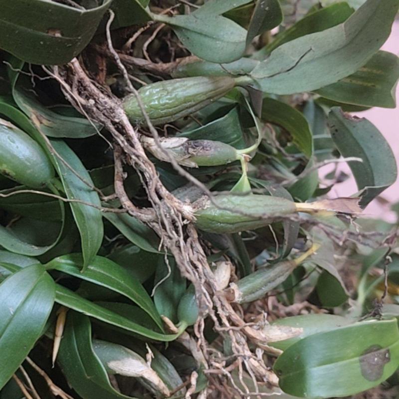 双叶石橄榄
