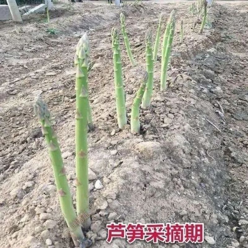 芦笋苗，白芦笋苗，青芦笋苗