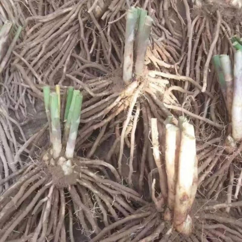 芦笋苗，白芦笋苗，青芦笋苗