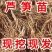 芦笋苗，白芦笋苗，青芦笋苗