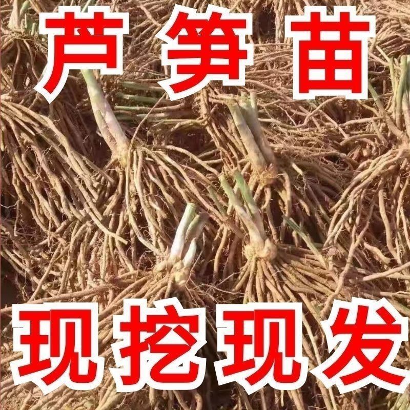 芦笋苗，白芦笋苗，青芦笋苗