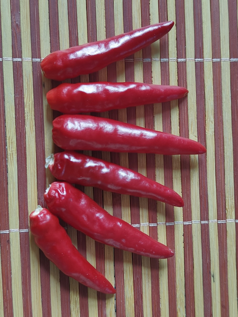 出售鲜辣椒
