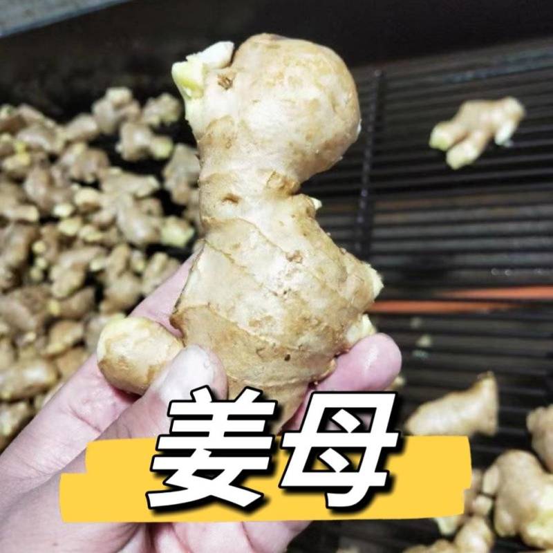 《姜母姜巴》产地常年供货/坏烂包赔/批发市场～电商～商超