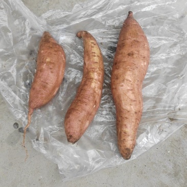 沙地哈密薯，无虫眼
