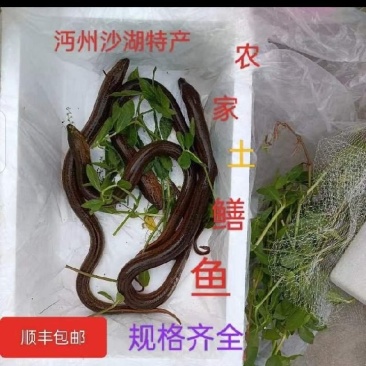 正大9号黄鳝