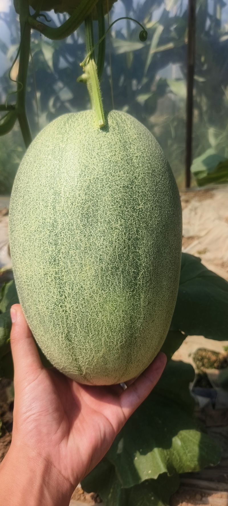 哈密瓜