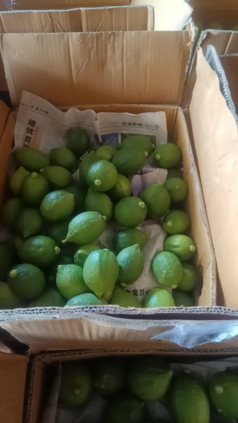 广东香水柠檬一级果