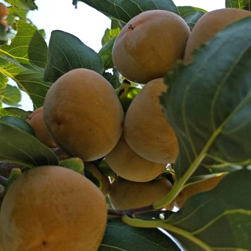 七月黄柿子基地直发一手货源量大从优欢迎