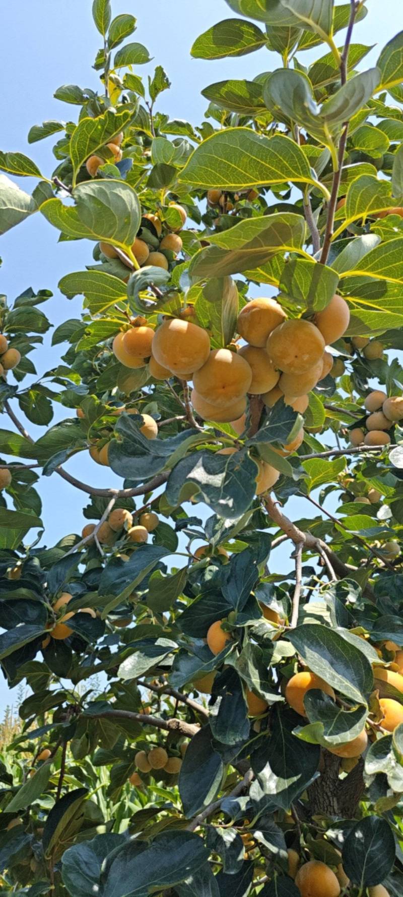 七月黄柿子基地直发一手货源量大从优欢迎