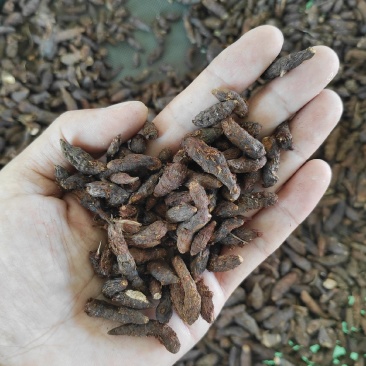 香附子又称三轮草、细三棱、三棱草、水三棱，小三棱